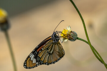 Macro shot, Beautiful nature landscape. Close Up of a beautiful butterfly perched on a flower.
