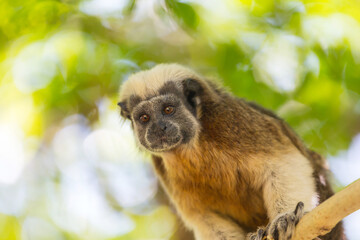 Tamarin