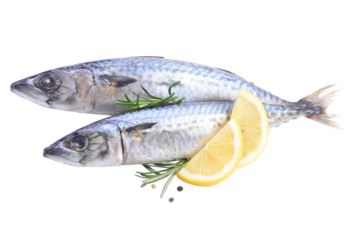 Fish mackerel isolated 