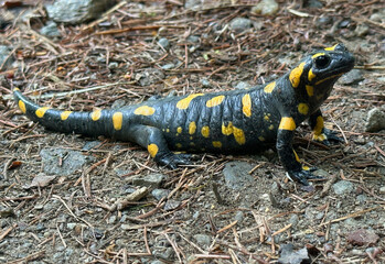 Fire salamander in the mountains after a rain shower
