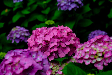 大神のあじさい