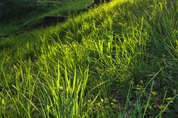closeup of grassy lawn. nature backdrop