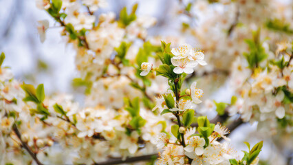 blossoming apple twig in the garden. spring holiday background