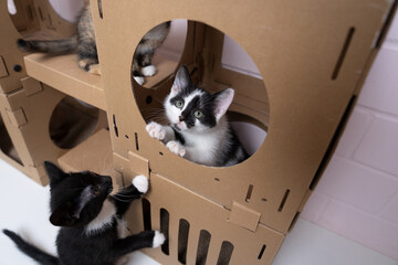group of small kittens playing inside and outside of cardboard box. curious cats exploring the...