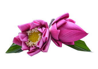 beautiful pink Lotus flowers isolated transparent png