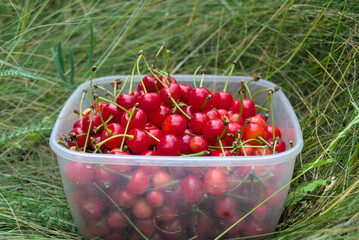 Full bowl of ripe cherries in the grass
