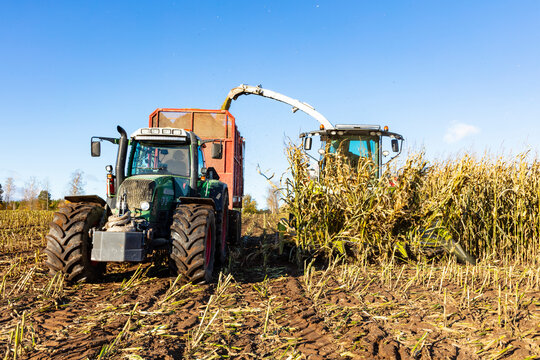 Harvester and tractor harvesting corn