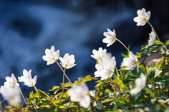 Close-up of white hepatica flowers