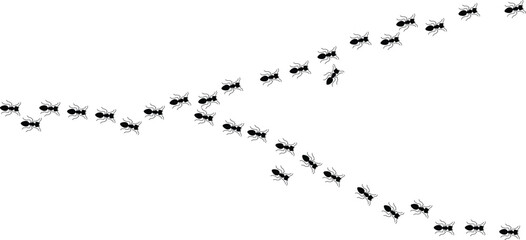 Worker ants trail line flat style design vector illustration isolated on white background. Top view of ants bug road trail marching in the line row. Pest control or insect searching concept. © Inovo Lab
