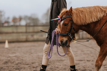 Mid section of woman leading pony on paddock