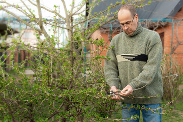 Caucasian gardener pruning shrub at backyard spring time