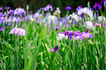 神楽女湖の菖蒲の花　大分県別府市　Iris flowers of Lake Kagurameko. Ooita Pref, Beppu City.