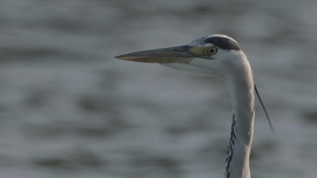 Close-Up Portrait Of Grey Heron (Ardea Cinerea) Slow Motion Image
