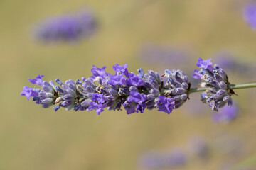 Macro de lavande