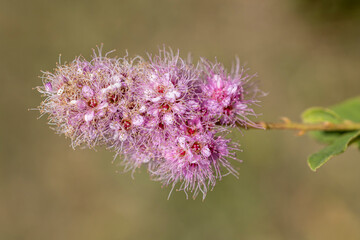 Fleur de spirée de Douglas