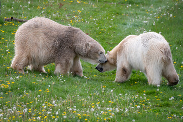 Polar Bears Playing on Grass