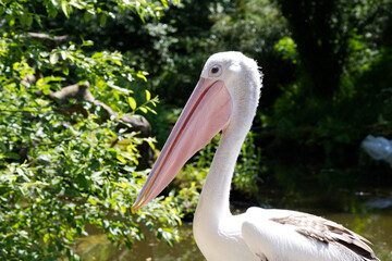 Close-up of a pelican's head in the wild in nature