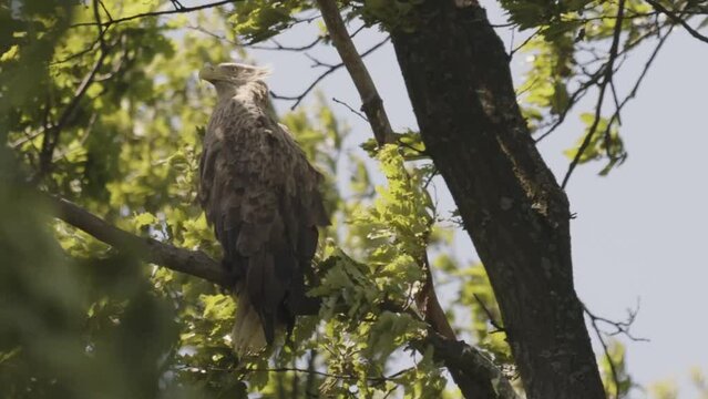 White-Tailed Eagle Haliaeetus Albicilla sitting on a branch .Slow motion image