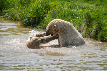 Naklejka premium Pair of Polar Bears Play Fighting in Water