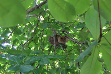 Perezosos en Costa Rica. 