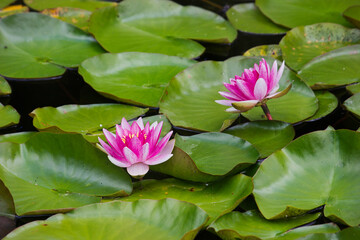 a pink water lily close-up in a lake