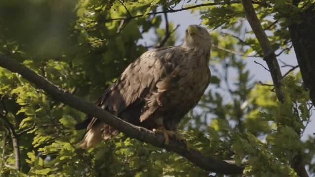 White-Tailed Eagle Haliaeetus Albicilla sitting on a branch in the summer forest among the leaves slow motion image