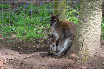 Baby Joey Wallaby in the Pouch