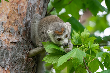 Crowned Lemur in a Tree