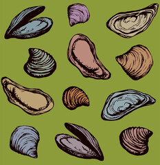 Oyster. Vector drawing