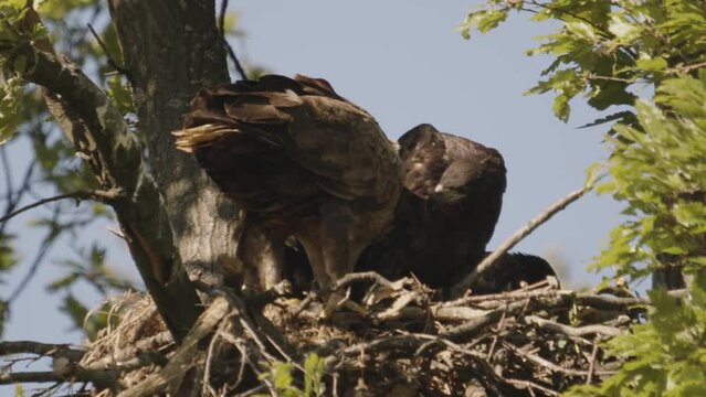 Three White-Tailed Eagles Haliaeetus Albicilla  in the nest in the summer forest slow motion image