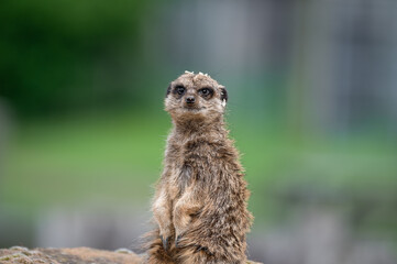 Fototapeta premium Meerkat Sitting on a Rock