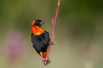 Red bishop perched on a plant stem