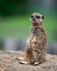 Meerkat Sitting on a Rock