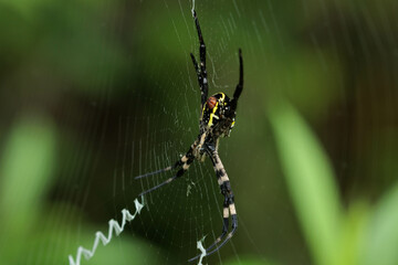 巣を張って絵mのを待つ女郎蜘蛛