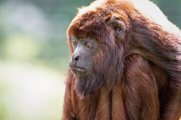 Close-up Adult Red Howler monkey