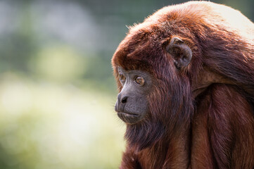 Close-up Adult Red Howler monkey