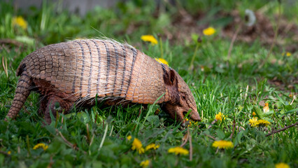 Six Banded Armadillo