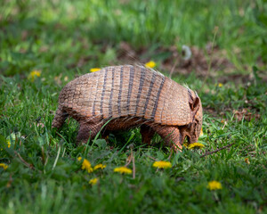 Six Banded Armadillo