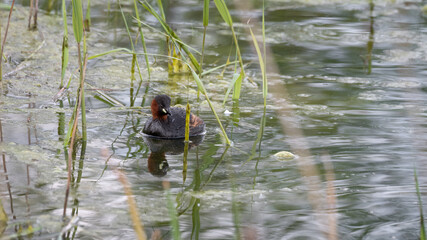 Little Grebe Floating on Water
