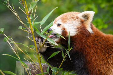 Naklejka premium Red Panda Feeding on Bamboo Leaves