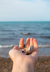 Fototapeta na wymiar Small cockle-shell on the beach