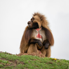Adult Male Gelada Monkey Sitting