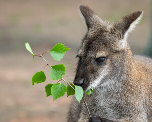 Bennets Wallaby Feeding on Leaves