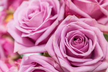 close up of pink roses