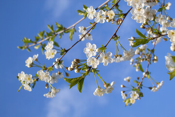 white cherry blossoms season in Gabala 