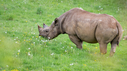 Fototapeta premium Eastern Black Rhinoceros Standing on Grass