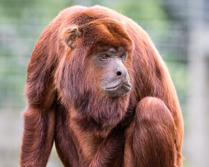 Adult Red Howler Monkey