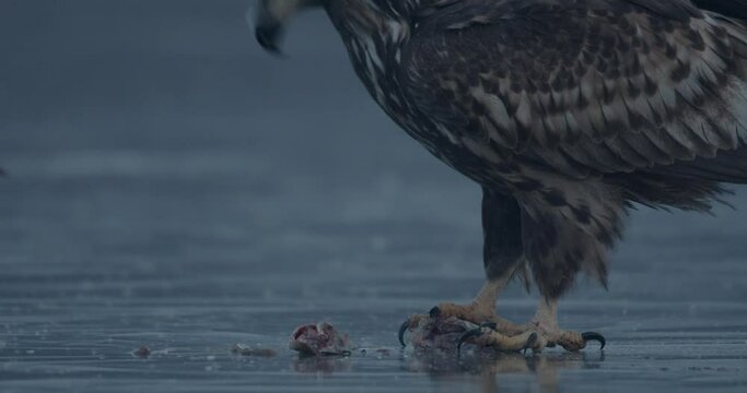 White-Tailed Eagle (Haliaeetus Albicilla) With Prey At Frozen Lake