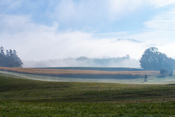 Nebel über Maisfeld