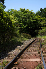 Obraz premium old railroad tracks in the forest